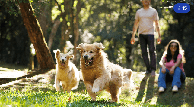 Secure Forest Group Walk - 1 Hour